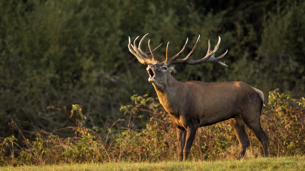 Le brame du cerf