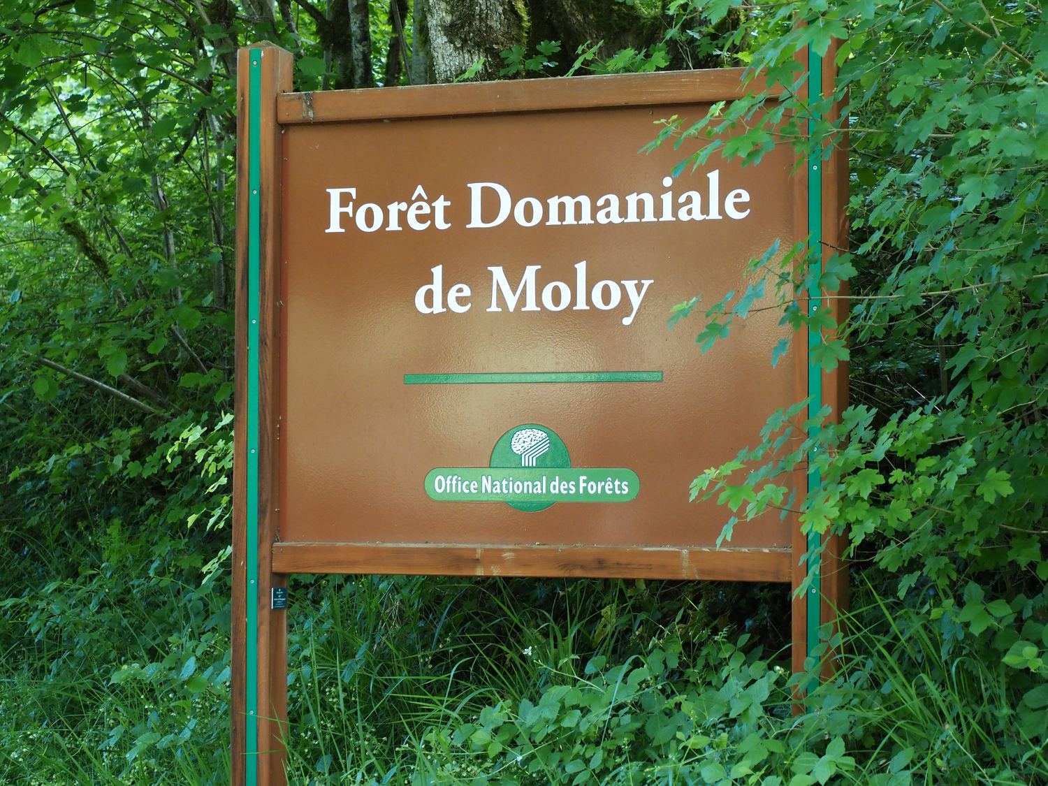 Forêt domaniale de Moloy