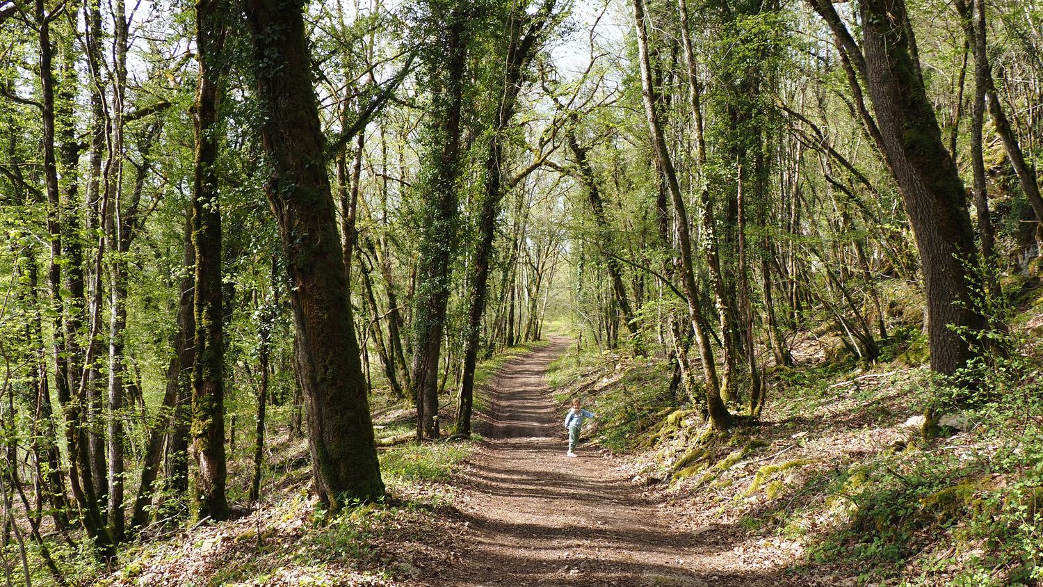 Sentier en forêt au printemps