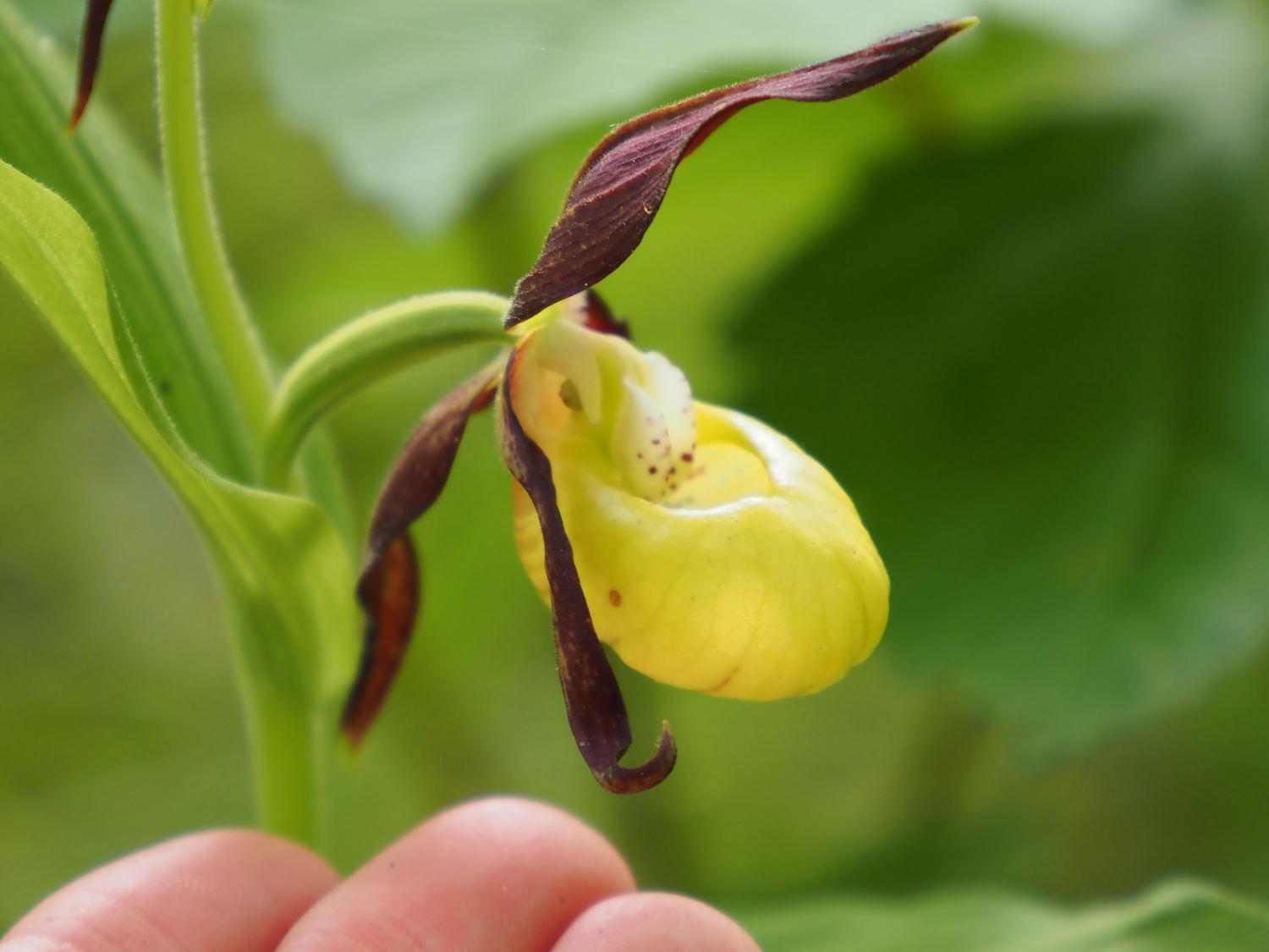 Orchidée sabot de Vénus